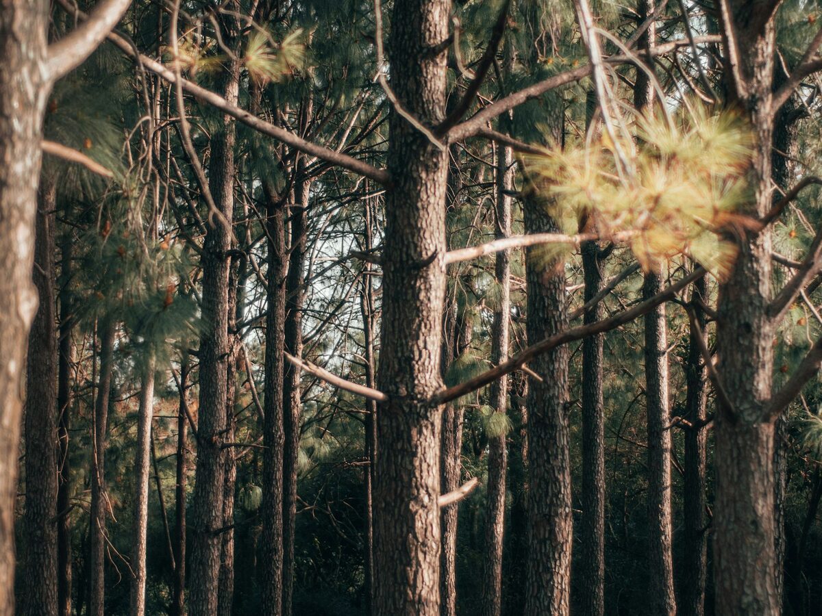 34 Acres of Prime Hunting and Timber Land